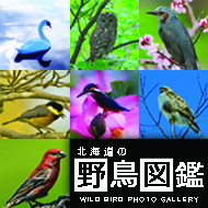 北海道の野鳥図鑑動画音声付