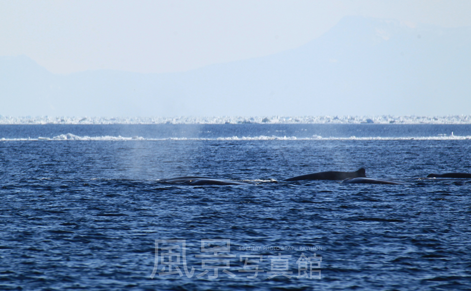 流氷　知床の海｜クジラ