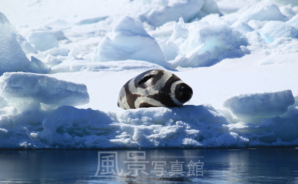 流氷　知床の海　クラカケアザラシ