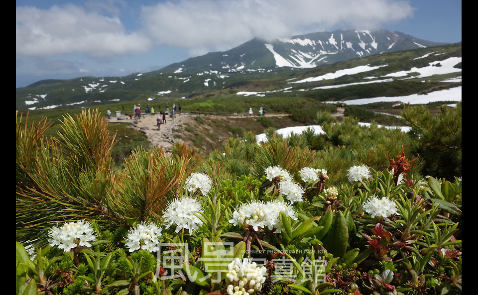 旭岳｜ロープウェー付近イソツツジの花と当麻岳