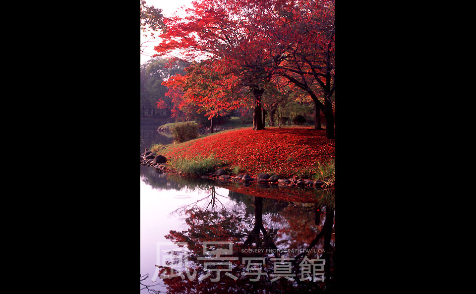 札幌市｜中島公園　紅葉