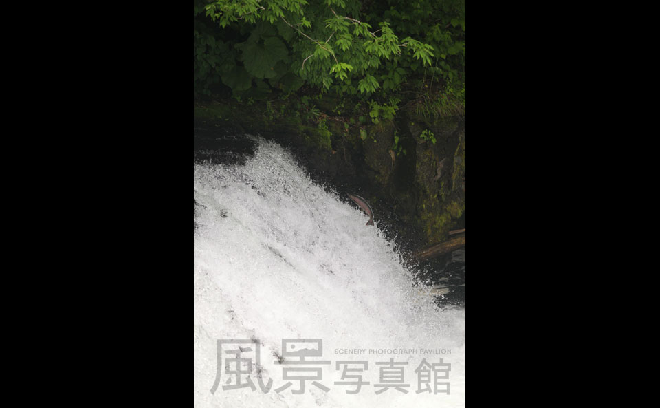 清里町｜サクラの滝　サクラマス