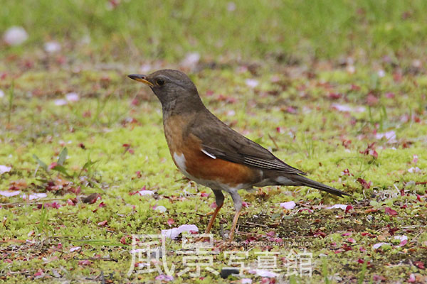 アカハラ アカハラ