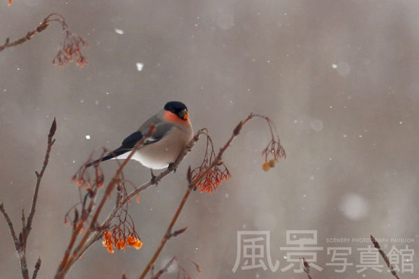 ウソ
