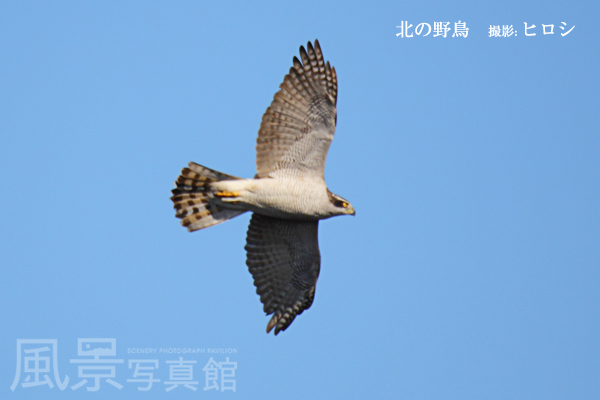 オオタカ 北海道の野鳥図鑑 風景写真館