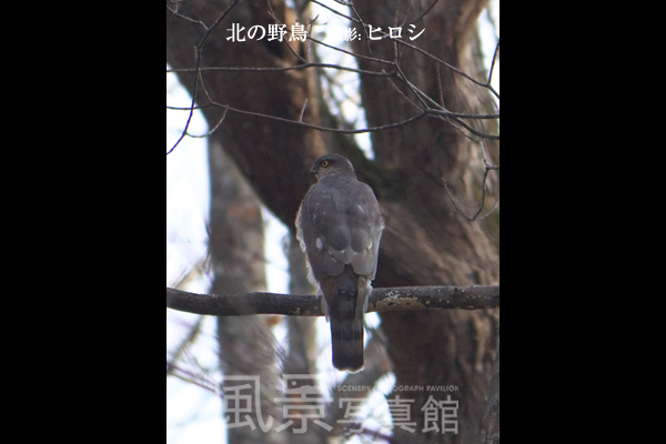 ハイタカ