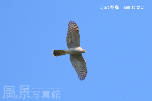ハイタカ