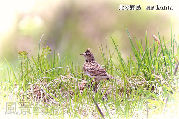 ヒバリ
