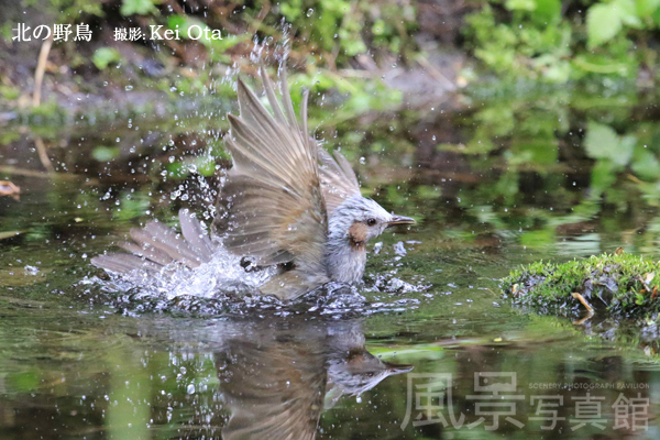 ヒヨドリ 北海道の野鳥図鑑 風景写真館