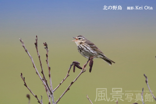 ビンズイ