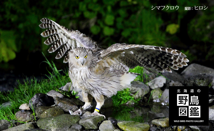 北海道の野鳥図鑑
