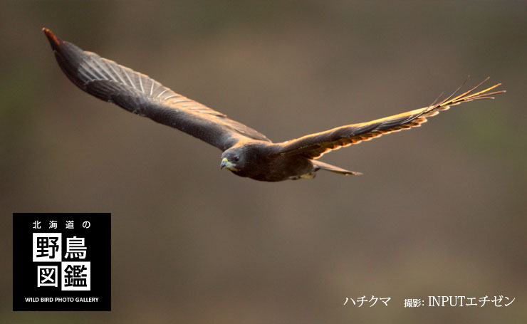 北海道の野鳥図鑑