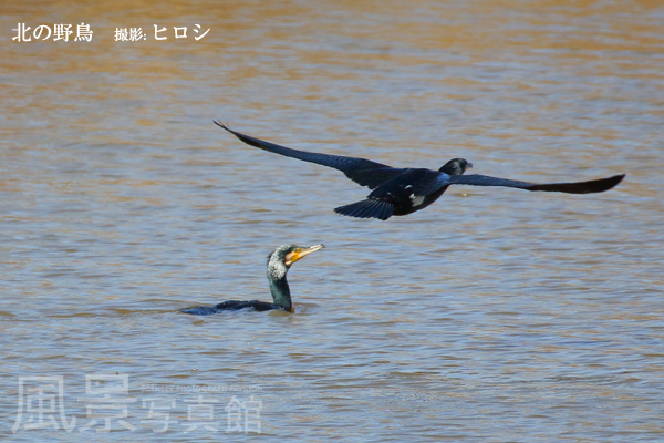 カワウ カワウ