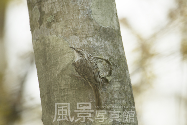 キバシリ キバシリ