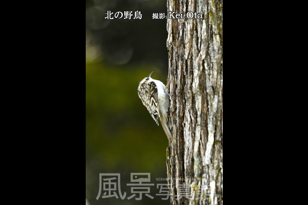 キバシリ キバシリ