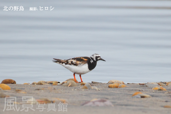 キョウジョシギ キョウジョシギ