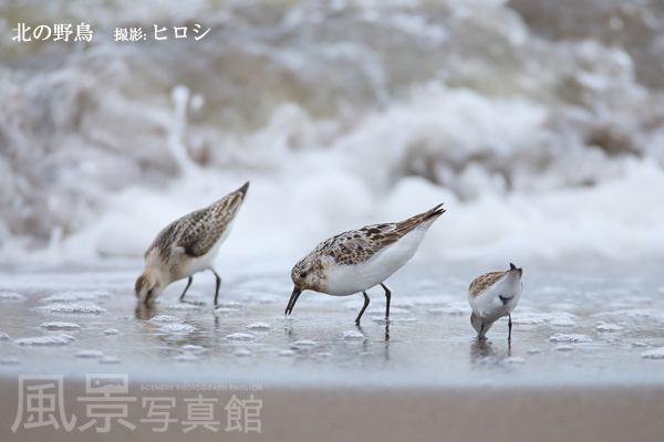ミユビシギ ミユビシギ