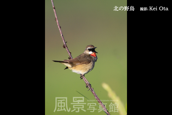 ノゴマ ノゴマ