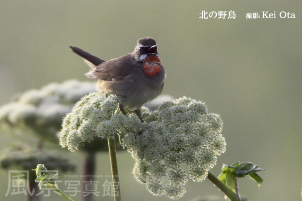 ノゴマ ノゴマ