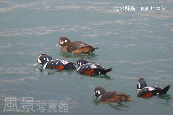 シノリガモ | 北海道の野鳥図鑑 | 風景写真館