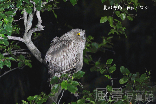 シマフクロウ シマフクロウ