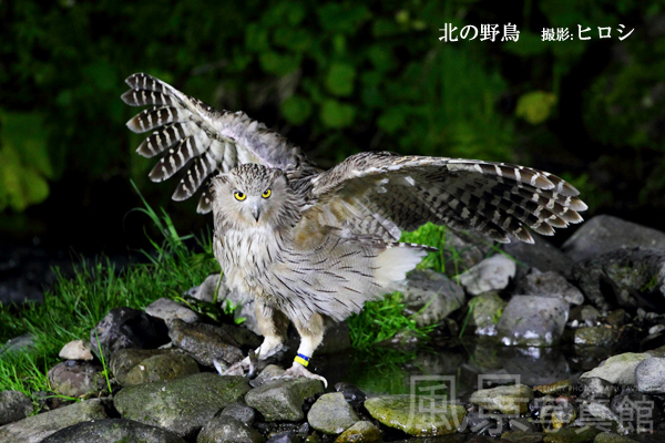 シマフクロウ シマフクロウ
