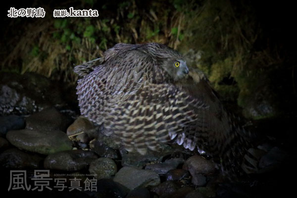 シマフクロウ シマフクロウ