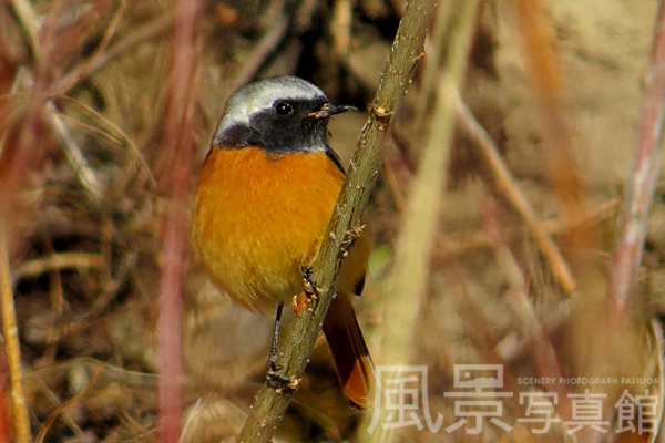 ジョウビタキ 北海道の野鳥図鑑 風景写真館