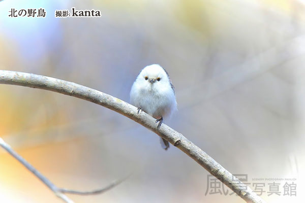 シマエナガ 北海道の野鳥図鑑 風景写真館