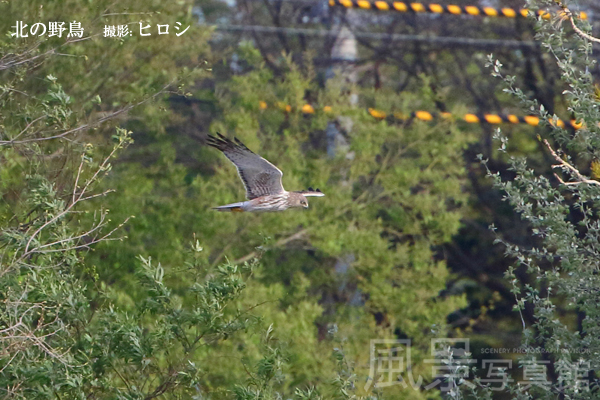 チュウヒ