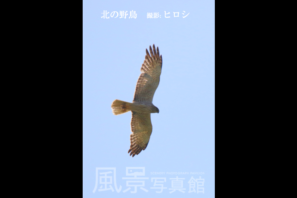 チュウヒ