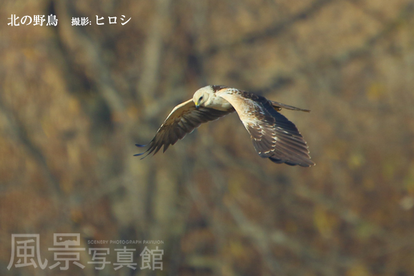 チュウヒ