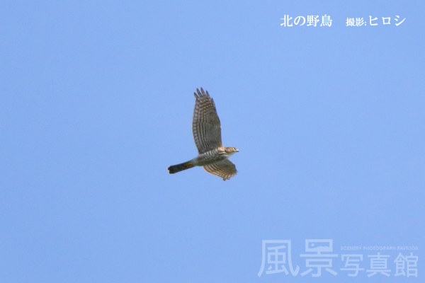 ツミ ツミ