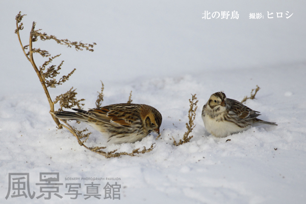 ツメナガホオジロ ツメナガホオジロ