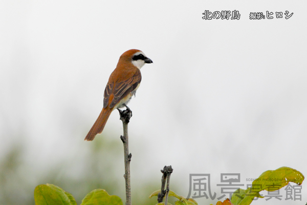 アカモズ | 北海道の野鳥図鑑 | 風景写真館