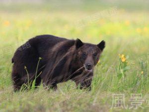ヒグマ｜知床