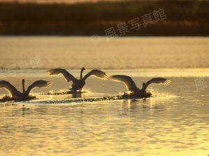 ウトナイ湖｜白鳥