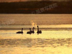 ウトナイ湖｜白鳥