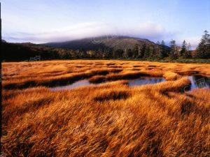 共和町｜神仙沼湿原