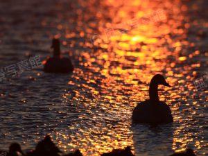 ウトナイ湖｜白鳥