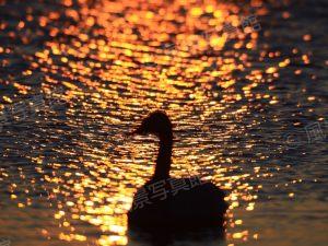 ウトナイ湖｜白鳥