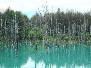 美瑛町｜青い池