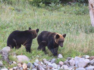 知床｜ヒグマ