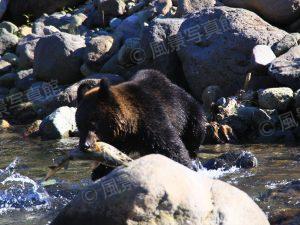 知床｜ヒグマ