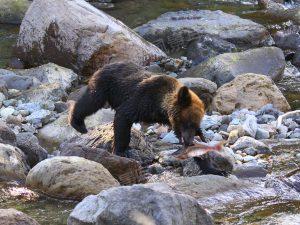 知床｜ヒグマ