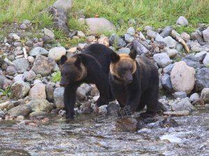 知床｜ヒグマ