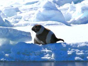 知床｜クラカケアザラシ