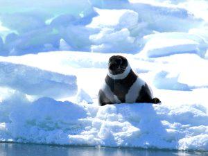 知床｜クラカケアザラシ